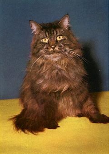 Cat * around 1970