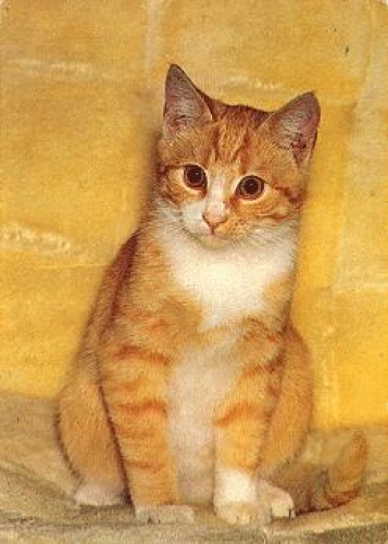 red tabby cat born circa 1980