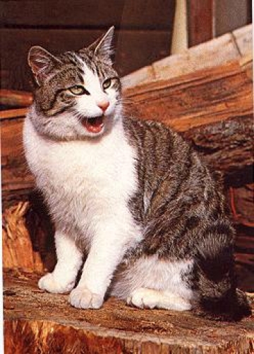 Domestic cat mackerel and white * approx. 1970