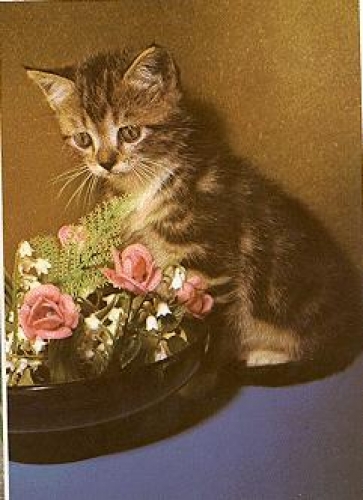 Katze mit Rosen * ca. 1970