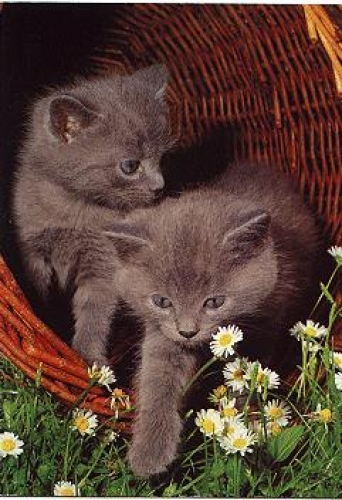 Katzen  Orientalisch-Kurzhaar grau * ca. 1970