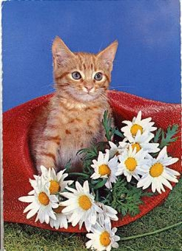 Young cats with daisies o October 29, 1970