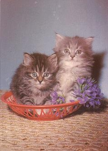 Young cats with violets * ca. 1970