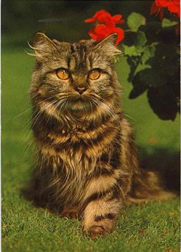 Pers cat * approx. 1970