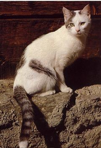 Domestic cat * approx. 1970
