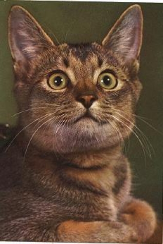 Mackerel cat * approx. 1970