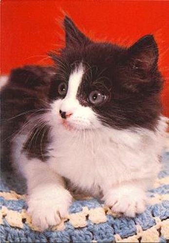 Black and white cat on blanket * ca. 1970