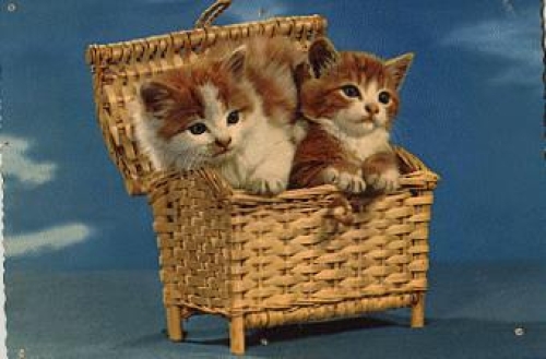 Cats in a basket o June 8, 1967