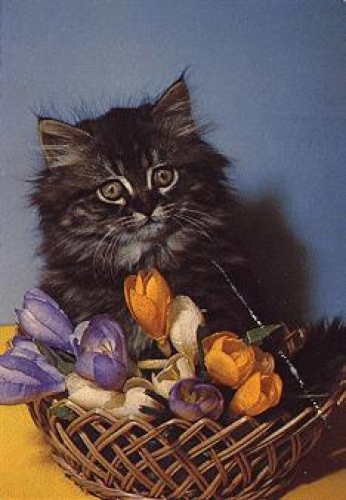 Cat with crocus basket, flowers, used circa 1970
