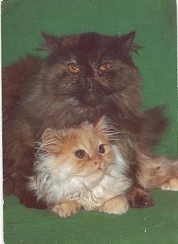 Persian cat with cubs, ca. 1990