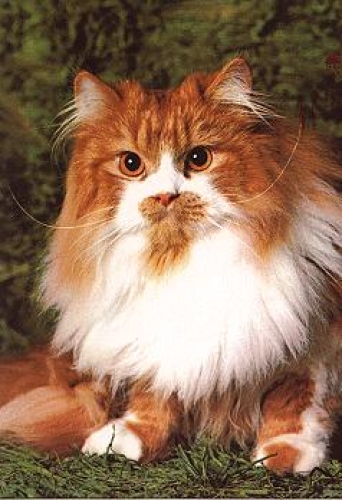 Persian tomcat bicolor * ca. 1970