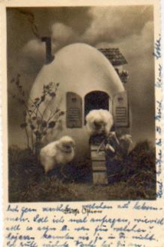 chick in front of egg house April 12, 1941