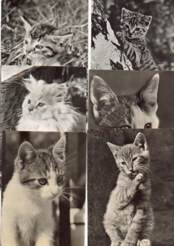 Katzen 6 Postkarten *ca. 1970