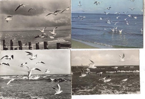 seagulls 4 cards used circa 1970