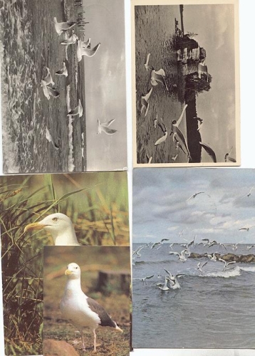 Birds, seagulls, o approx. 1950-1960, 4 cards, 1 small collection picture, 1 x k. AK.,