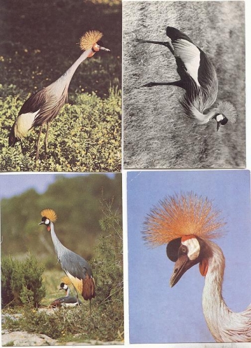 Crowned crane 4 cards * approx. 1970