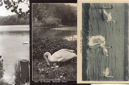 Birds swans, o approx. 1970, 3x