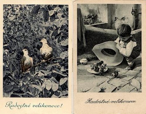 Pigeon chicks o ca. 1950