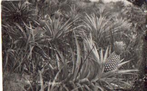 Singapore pineapple farm Reality photo, * 1950