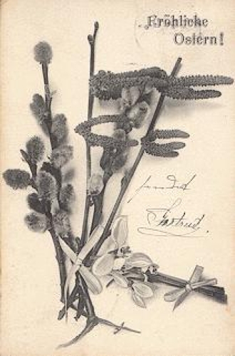 Pussy willow snowdrop Easter o 23.4.1905