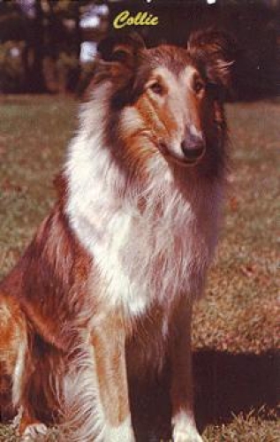 Collie, gebr. ca. 1960