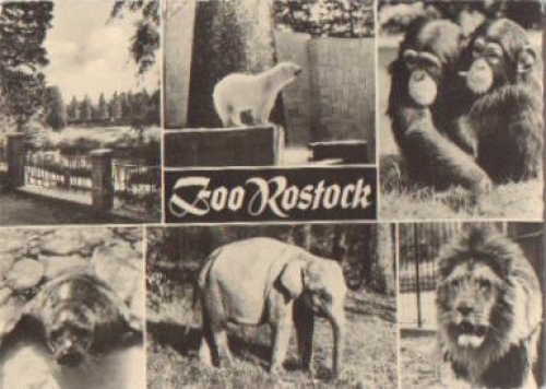 Rostock Zoo animal park monkey elephant lion o 6.7.1966