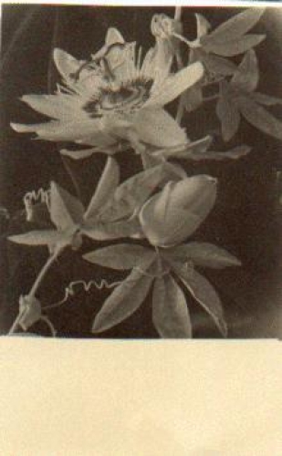 Blume Echtfoto * ca. 1930