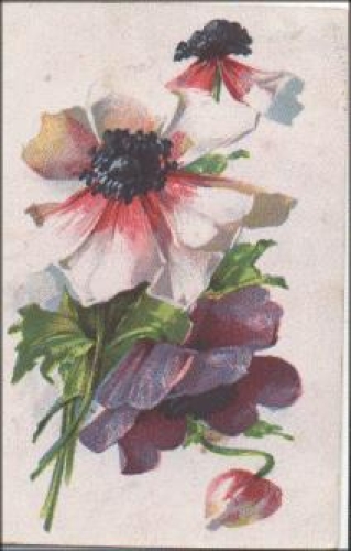 Poppies artist card series no. 3207/2 o 3.7.1932