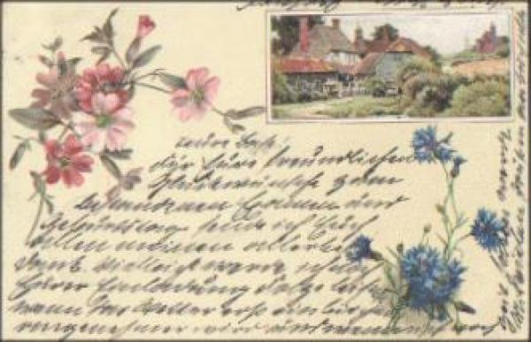Cornflowers o 10.3.1901
