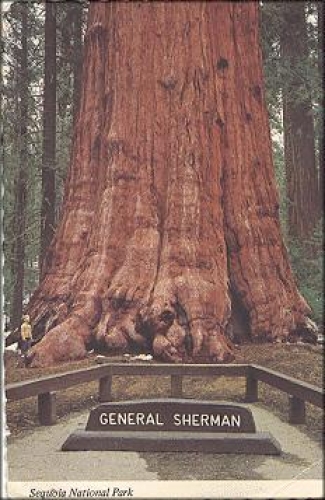 Trees General Sherman-Tree Sequoiy National Park o 14.5.1977