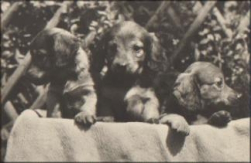 Young dachshund, o 17.7.1969
