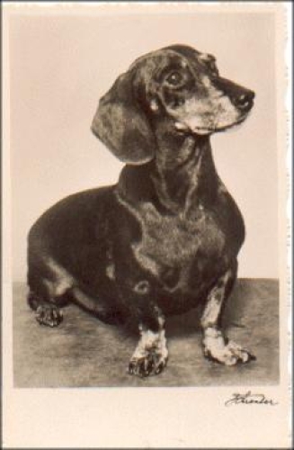 Dachshund real photo * approx. 1940