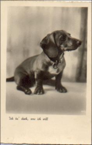 Dachshund series 2295, * approx. 1940