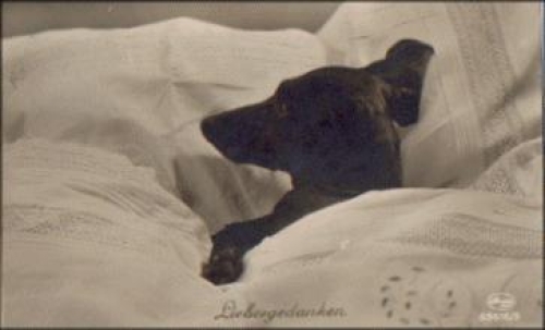 Dachshund in bed series 63516/5, o 5.9.1928
