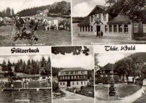 98714 Stutzerbach herd of cows o 21.7.1979