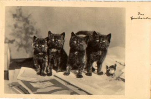 Cat real photo card o 9.10.1934