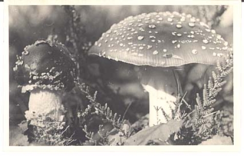 Fly agaric mushrooms real photo, used December 11, 1973