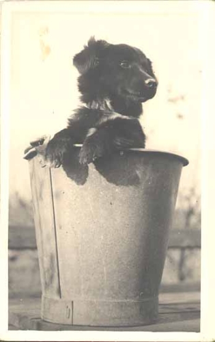 Hund im Eimer Foto im AK -Format *ca. 1940