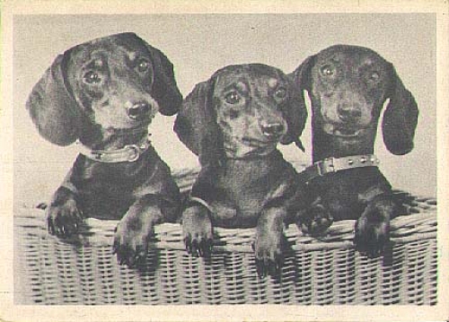 3 dachshunds, August 8th, 1944