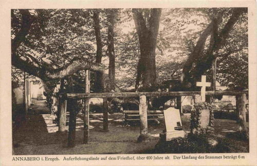 Annaberg-Buchholz Auferstehungslinde 400 jahre alt * um 1920