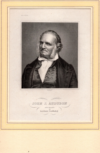Audubon John J. Ornithologist original steel engraving around 1850