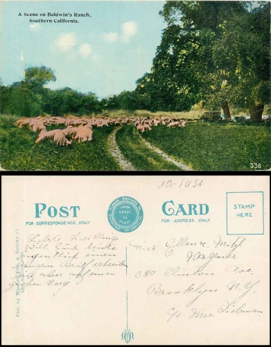 Baldwin's Ranch sheep Southern California br. circa 1920