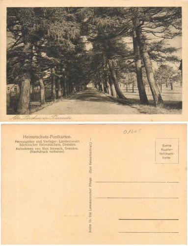 01665 Barnitz Laerchenstrasse  *ca.1930