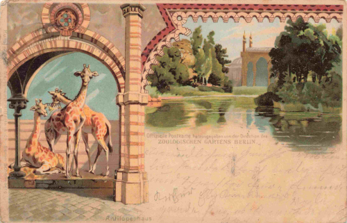 Berlin Zoologischer Garten Giraffen Litho alte Ansichtskarte o 1902