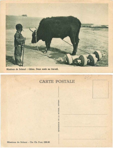 China Boy with ox working in the fields Agriculture * ca. 1910
