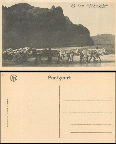 Team of mules * around 1930