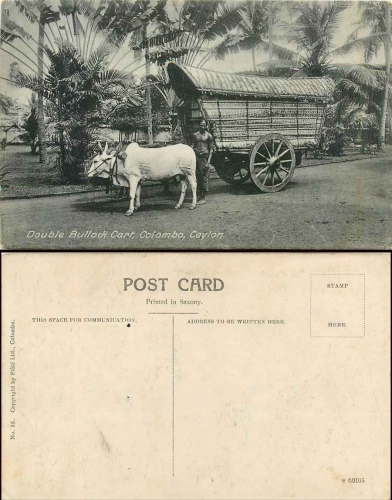 Colombo Ceylon ox cart * approx. 1915