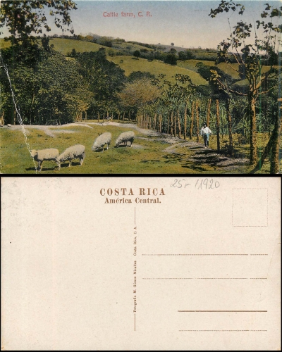 Costa Rica Schafsfarm *ca. 1920