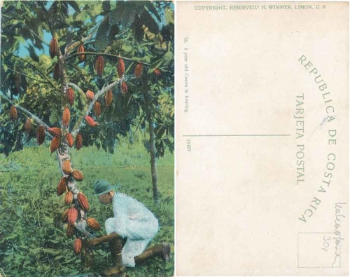 Costa Rica cocoa farm cocoa plant *approx. 1920
