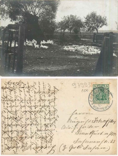 97993 Creglingen Gänsefarm Echtfotokarte o 12.7.1912